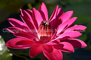 Antares Night Blooming