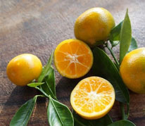 Calamondin Lime