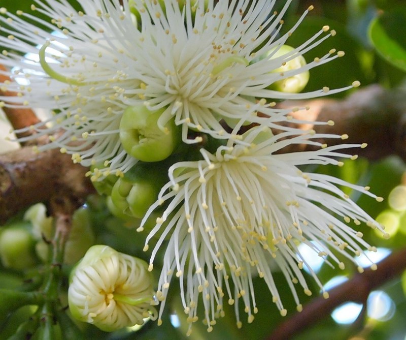 White Mountain Apple