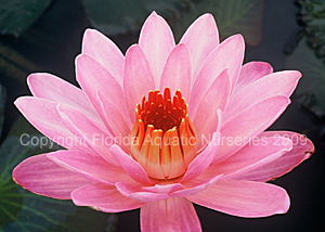 Mrs. George C Hitchcock (Night Blooming)