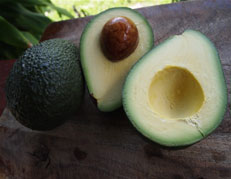 Sharwil Avocado