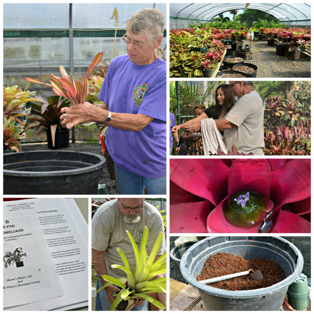 Bromeliad Workshop