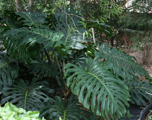 Monstera