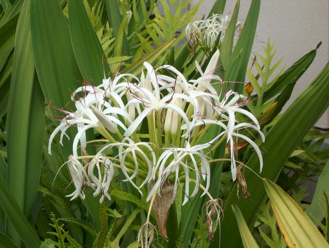 Spider Lily