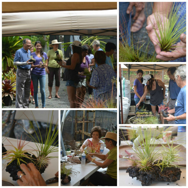Tillandsia Workshop