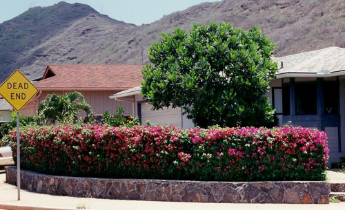 Bougainvillea Hedge