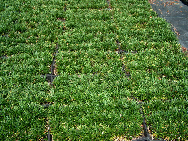 Dwarf Mondograss