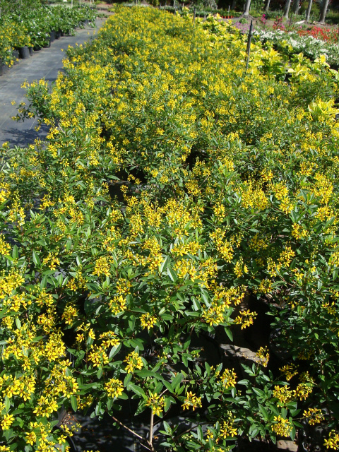 Yellow Bush Galphimia