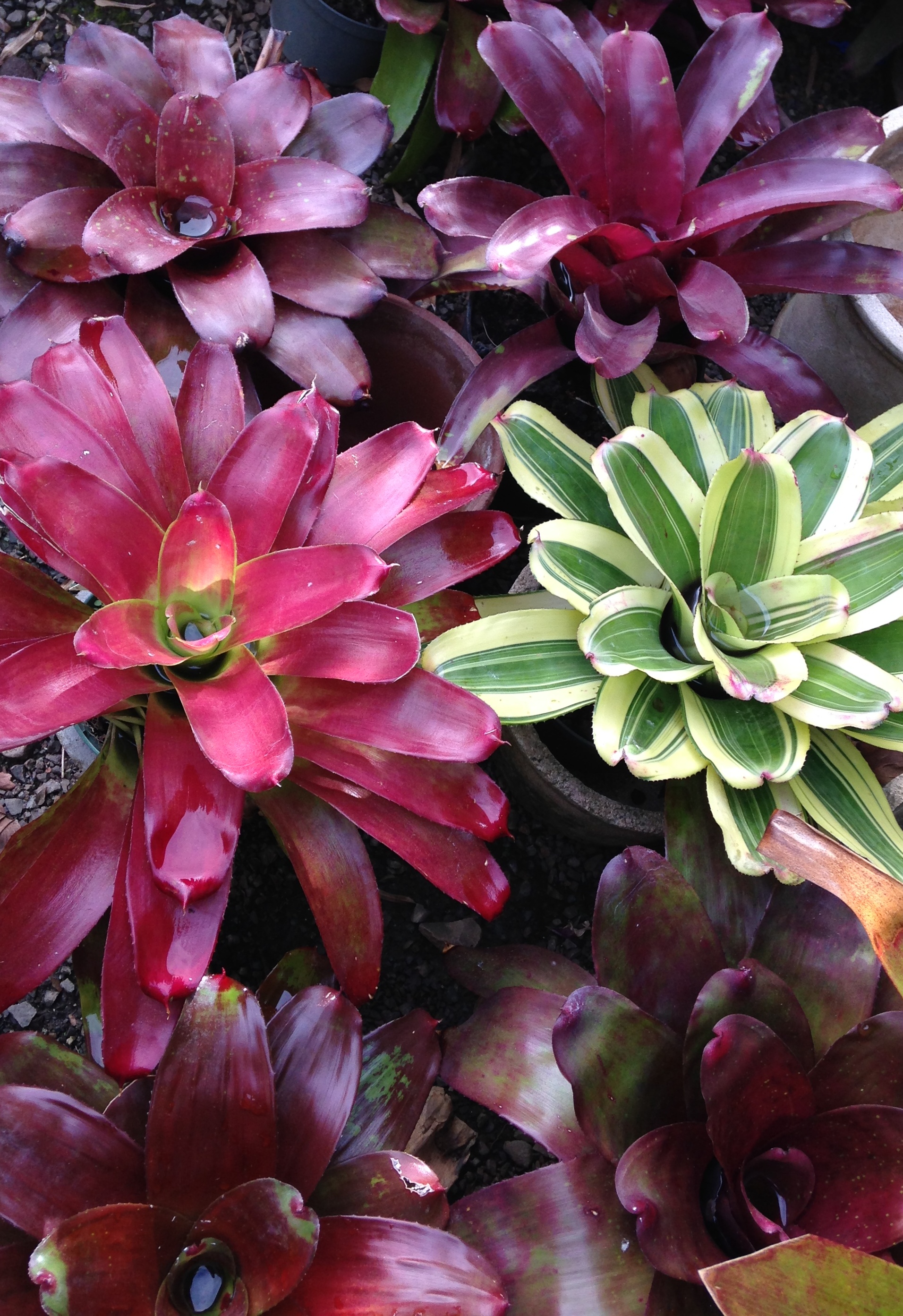 Sharon’s Bromeliads