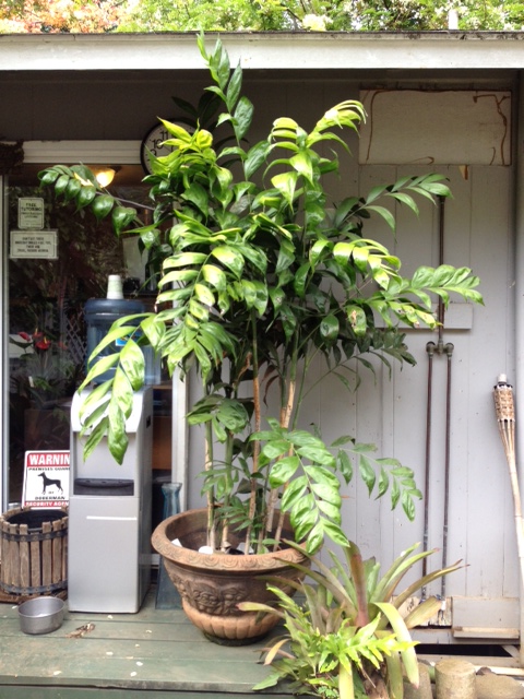 Chamaedorea Falcifera Palm