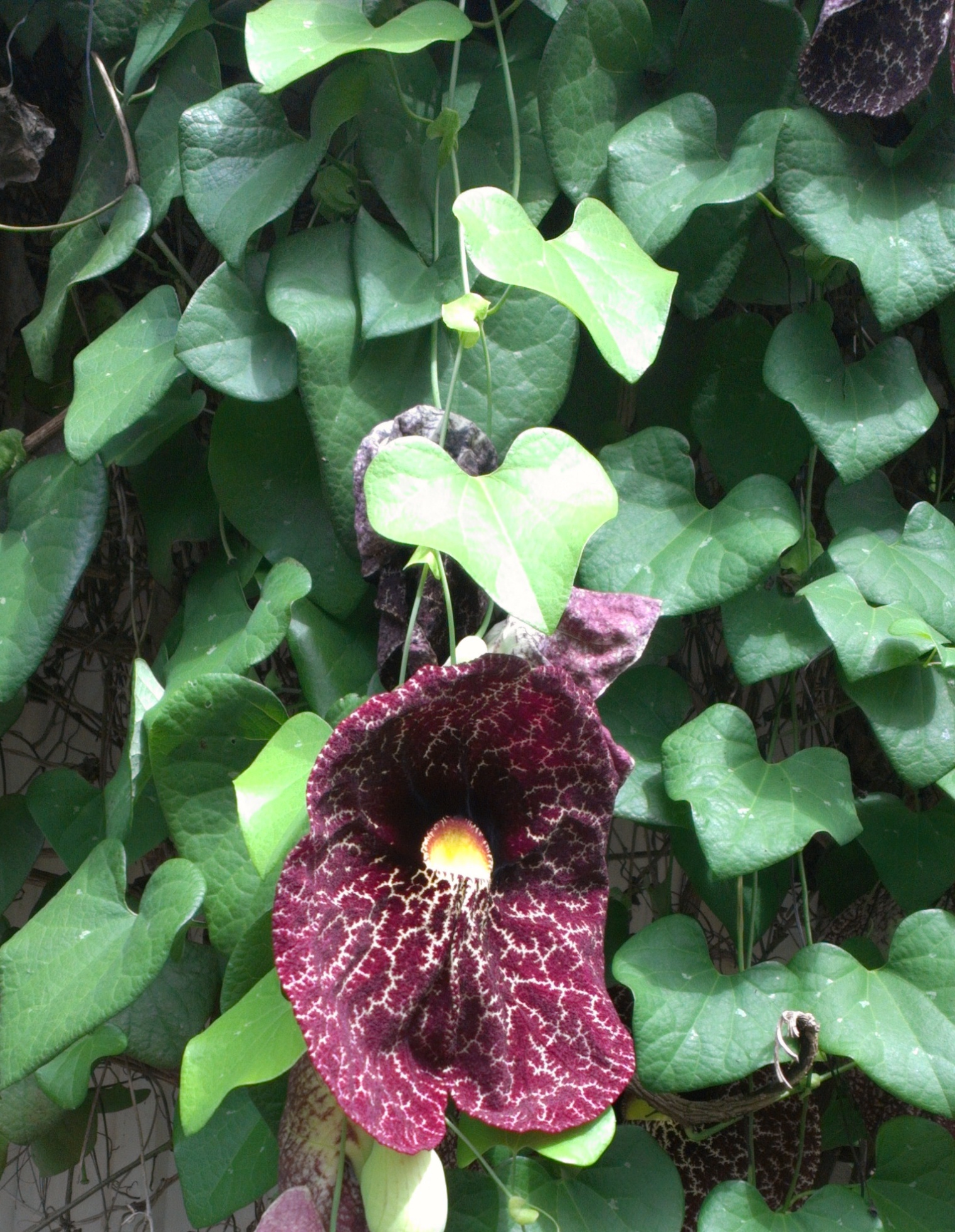 Dutchman’s Pipe Vine