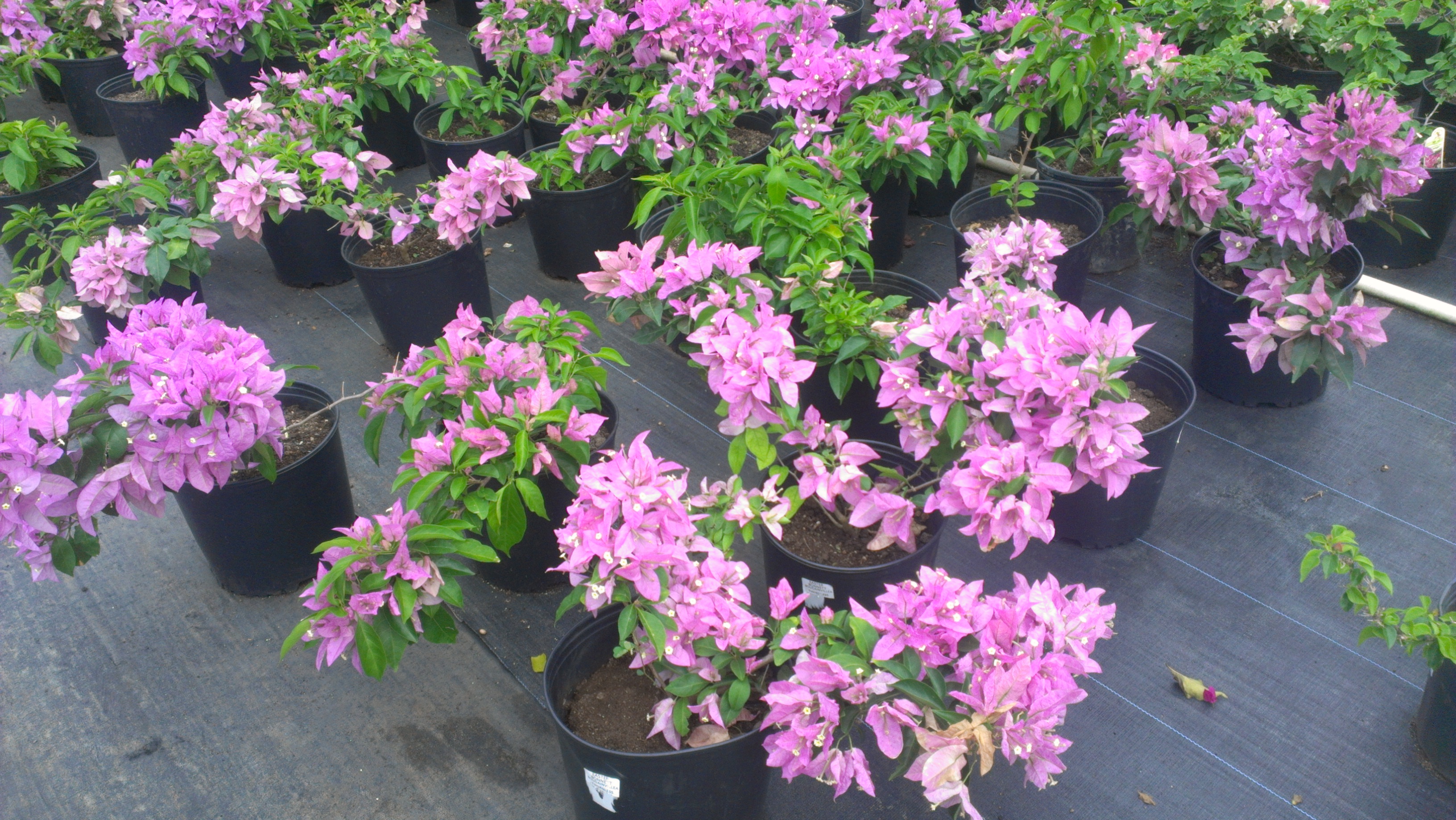 Bougainvillea Dr David Barry