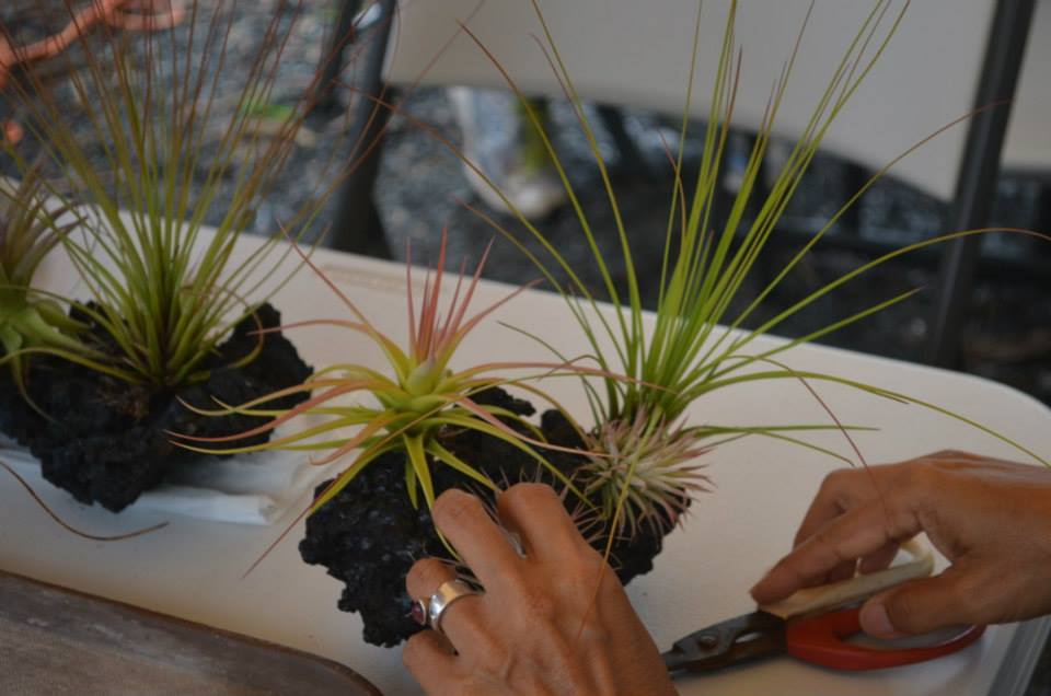 Caring for Tillandsias