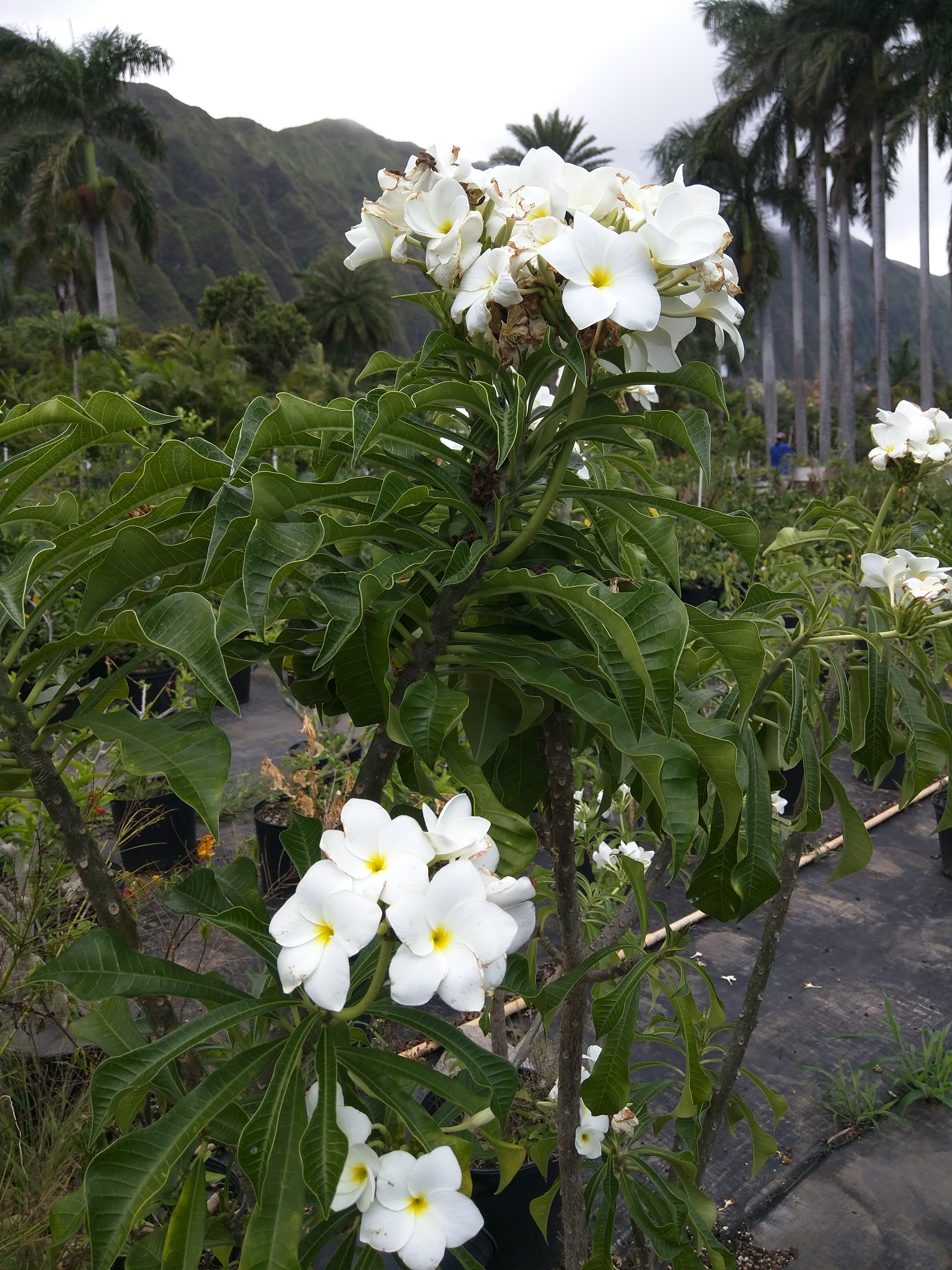 Plumeria Pudica
