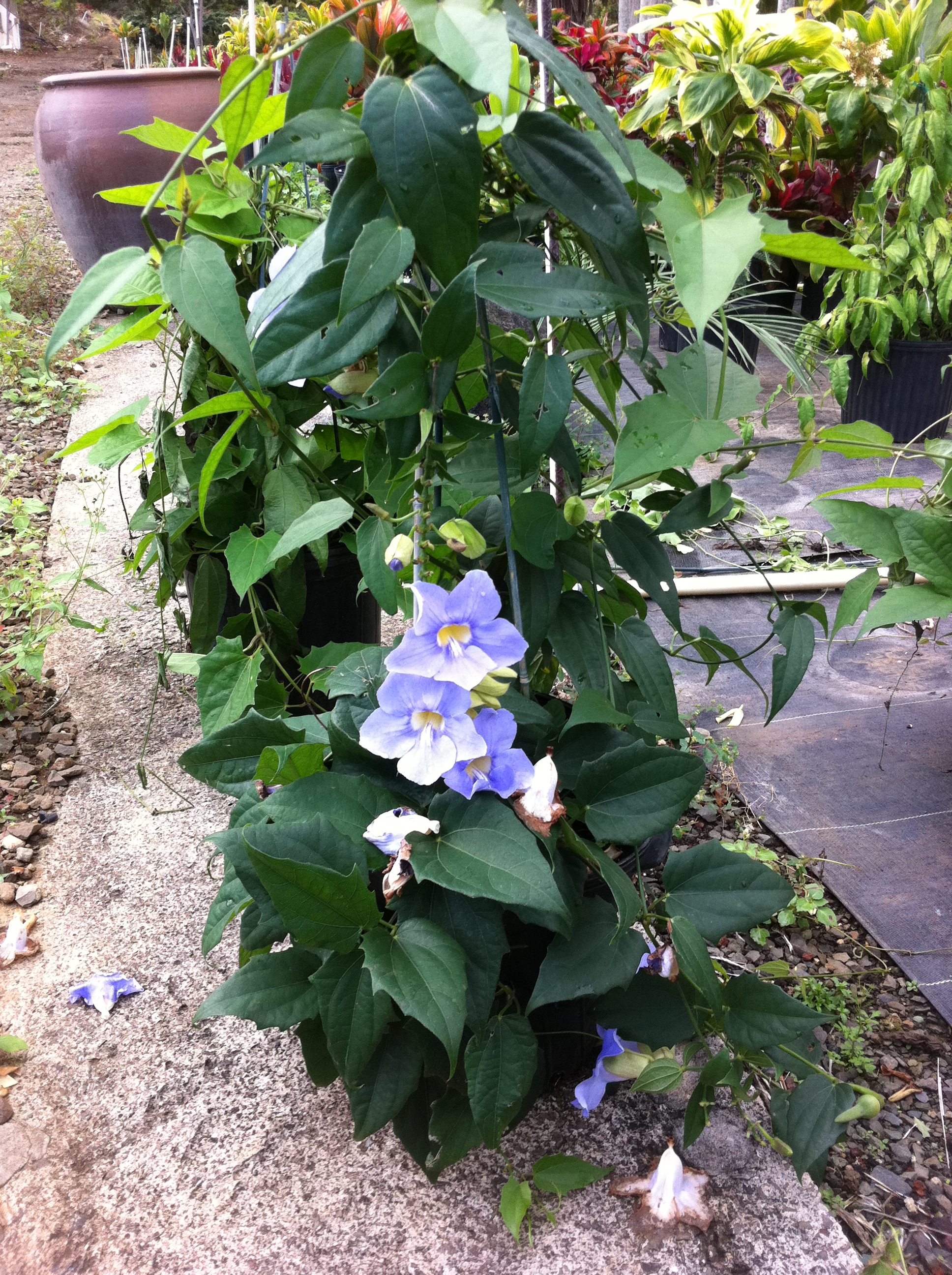 Thunbergia Grandiflora