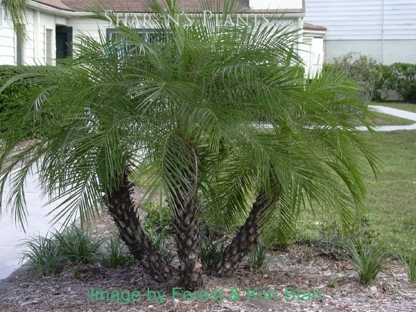 Dwarf Date Palm