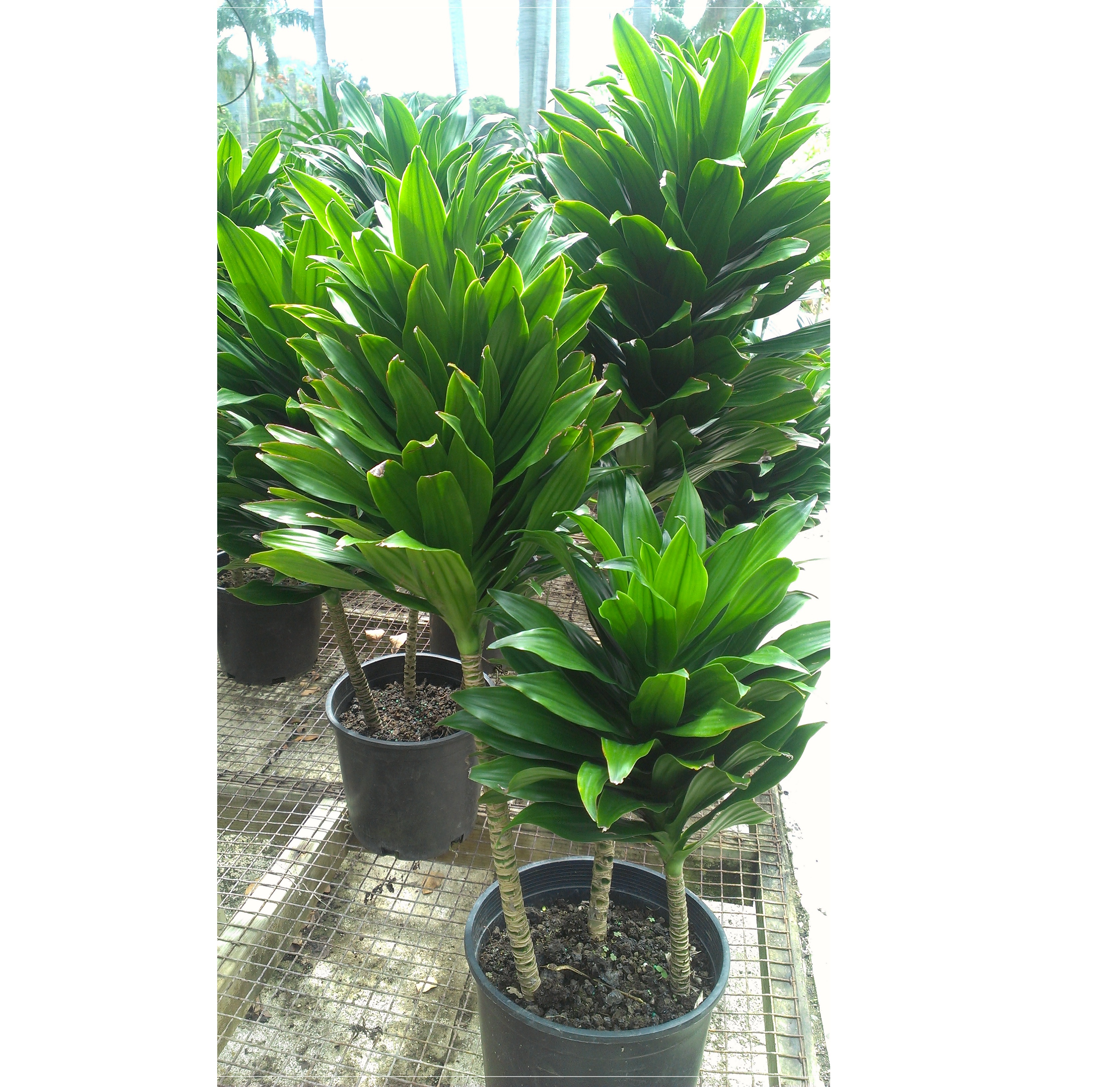 Dracaena Compacta