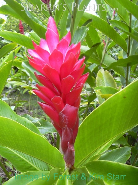 Pink Ginger