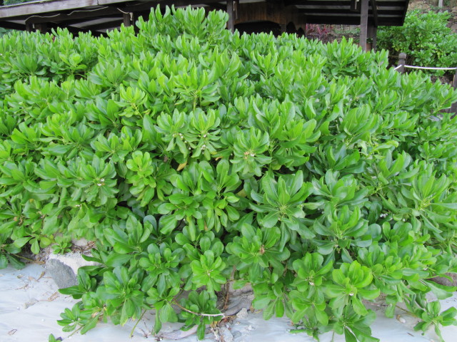 Salt & Wind Tolerant Plants for Hawaiʻi
